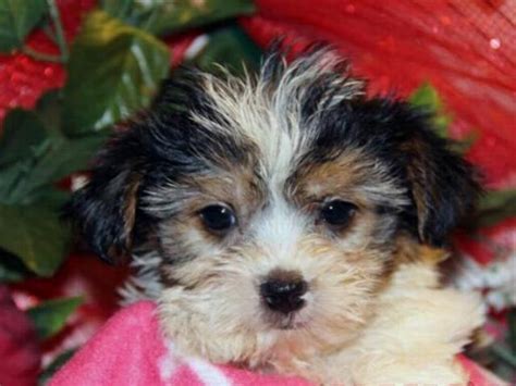 The price will depend on various factors such as the breeders reputation, the dogs bloodline, coat color, size, and more. . Yorkies for sale beaumont tx